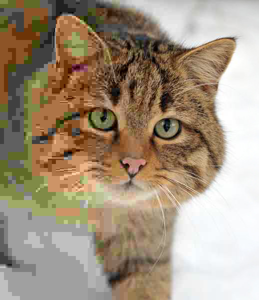 bg contain 50%